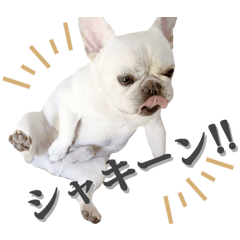 フレンチブルドッグのポルコの日常