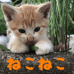 ねここねこねこ