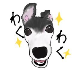 イタグレのエル