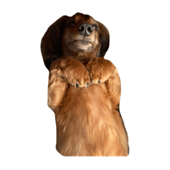 むりむりむりむりむり