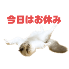 しゃくれラグドールよしの