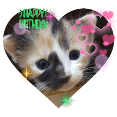 保護にゃんパラダイス2