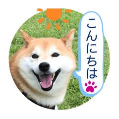 可愛い柴犬あんちゃん