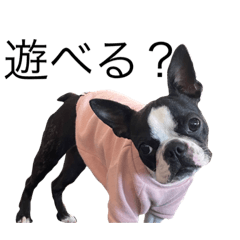 むぎちゃんさん2