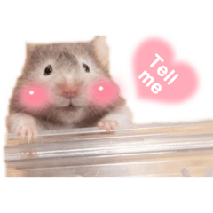 ふんわりはむちゃん