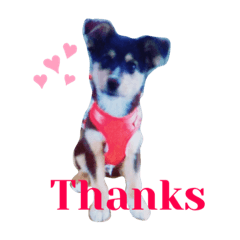 さかいけふぁみりーNo.1