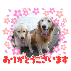 可愛いシリーズですよー