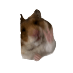 ハムスターのすしろーちゃん