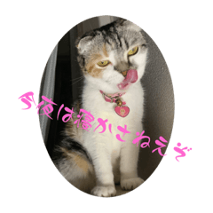 スコティッシュ猫こきちゃん