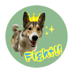 シェルティ×ハスキーの颯太