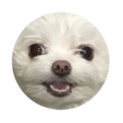 ぷぅちゃん顔スタンプ