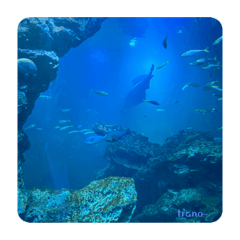 可愛い動物たち-trano--