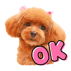 トイプードルメルちゃん