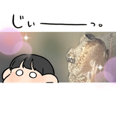 ニホンヤモリのヤモちゃんとおもちくん