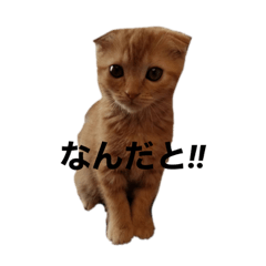 猫様に感謝感謝！