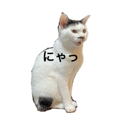 ぽうしすたんぷ