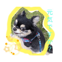 チワワのくーすけ