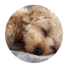 マーフィさん   2