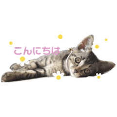 猫のキジトラちゃん