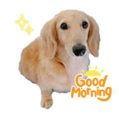 ダックスフンドみるく君！