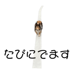 シェルティのぷりたん