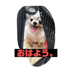 ゴンザレスモンモン　1