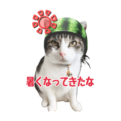 奄美ニャンズの季節のお知らせ