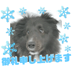 シェルティ(バイブラック)丁寧、上品な一言