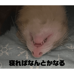 うちのもちたろう