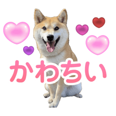 我が家の可愛い犬たちダヨ