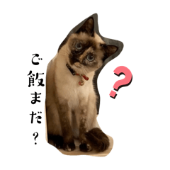 中田家わんにゃんずプレミアム