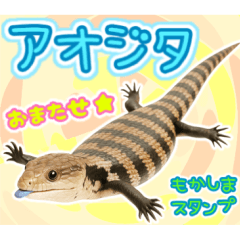 アオジタの日常