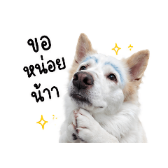 dog_20260506220937