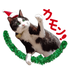 はちわれ猫冬のイベントスタンプ～実写～