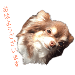 麦ちゃん 敬語ver.