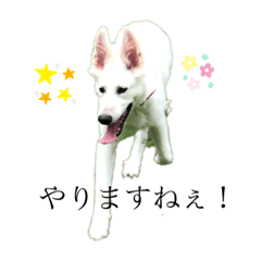 ホワイトシェパードのユキ＆柴犬のダイヤ