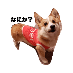 コーギーマーカス君