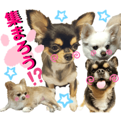 Chihuahua is Love8