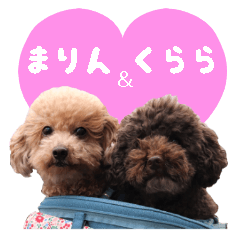 トイプードルのまりんとくらら