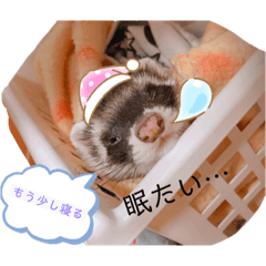 オカメインコとフェレット