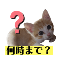 ネコのミルちゃん