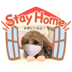 トイプードル　クッキー！