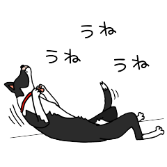 スムースボーダーコリーの日常２