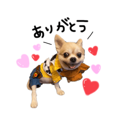 うちのシェリー