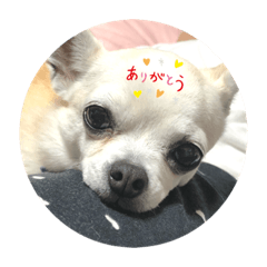 すむーすちわわのミニさん