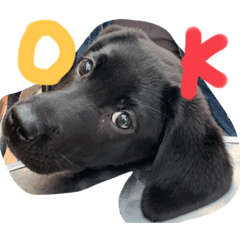 黒ラブのリロちゃん