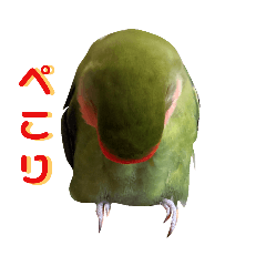 我はコザクラなインコなり２