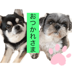 どんくろここ時々みる。