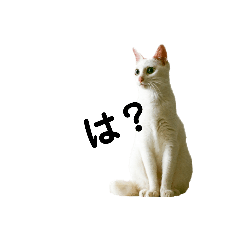 ねこぢたさんち♡