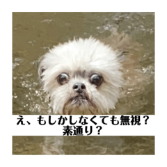 うちのばあばはきっと犬ではない。